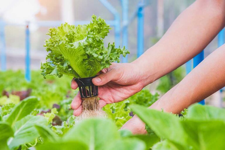 Hydroponics vegetable farm, Farmer harvest hydroponics vegetable in farm morning.