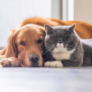 Pet Care
